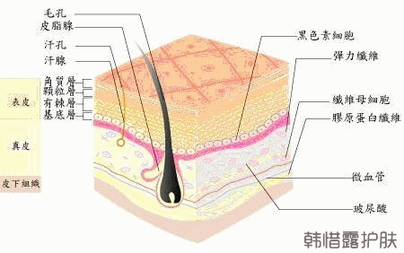 祛痘護膚小知識之：如何判斷自己的膚質?